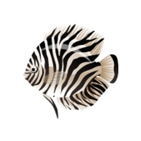 Zebra Discus